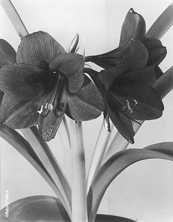 Amaryllis Blue Filter